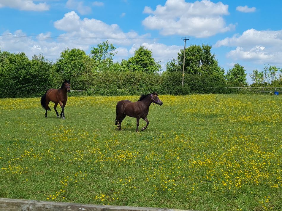 2022-06-09 07 Angles Way 9 - Bressingham.jpg