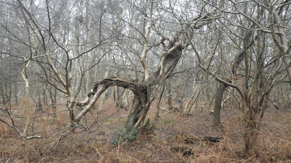 2017-01-25 11 Dunwich Area.jpg