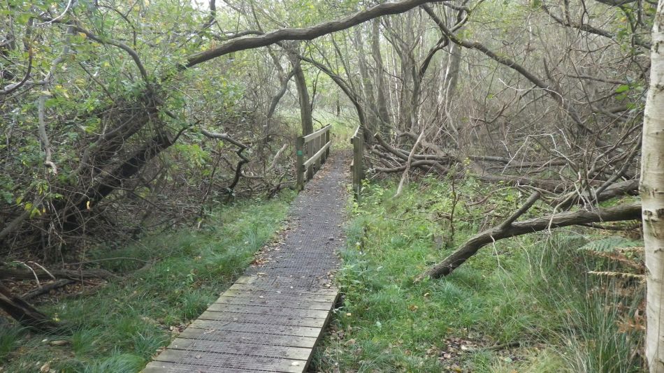 2017-10-22 02 Dunwich Forest and Walberswick.jpg