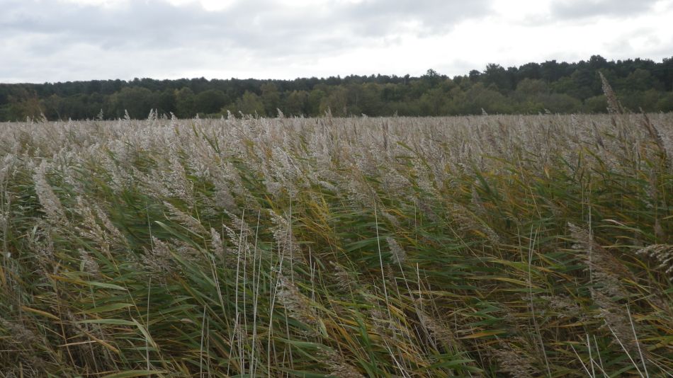 2017-10-22 04 Dunwich Forest and Walberswick.jpg