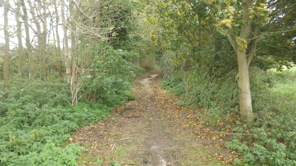 2017-10-22 07 Dunwich Forest and Walberswick.jpg