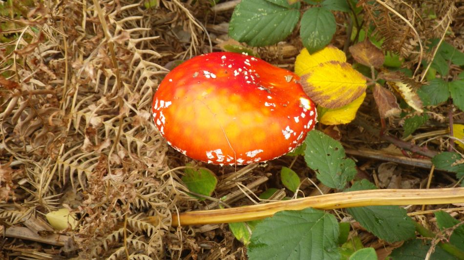 2017-10-22 11 Dunwich Forest and Walberswick.jpg