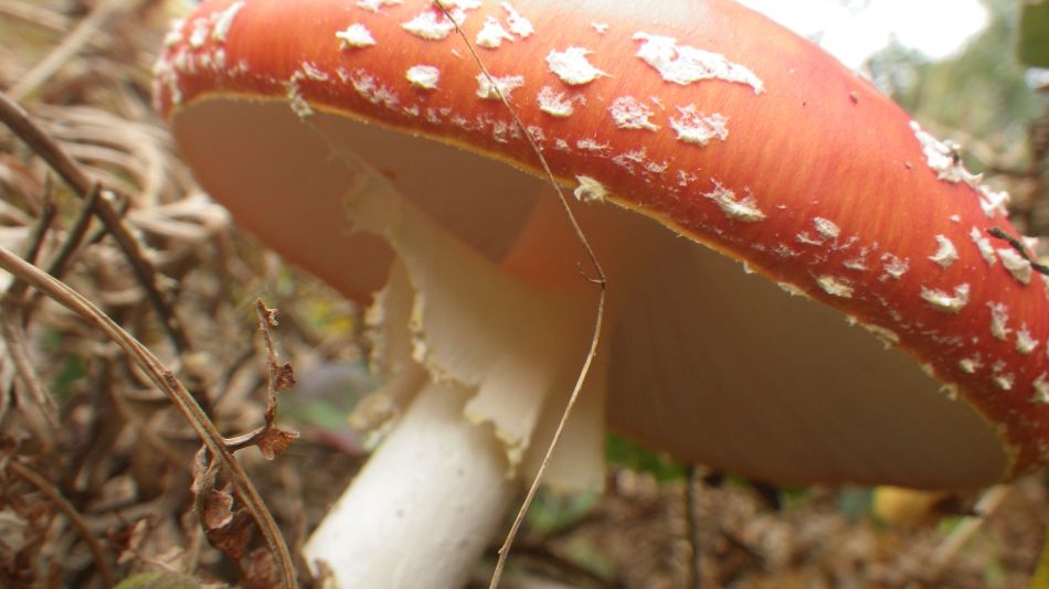 2017-10-22 12 Dunwich Forest and Walberswick.jpg