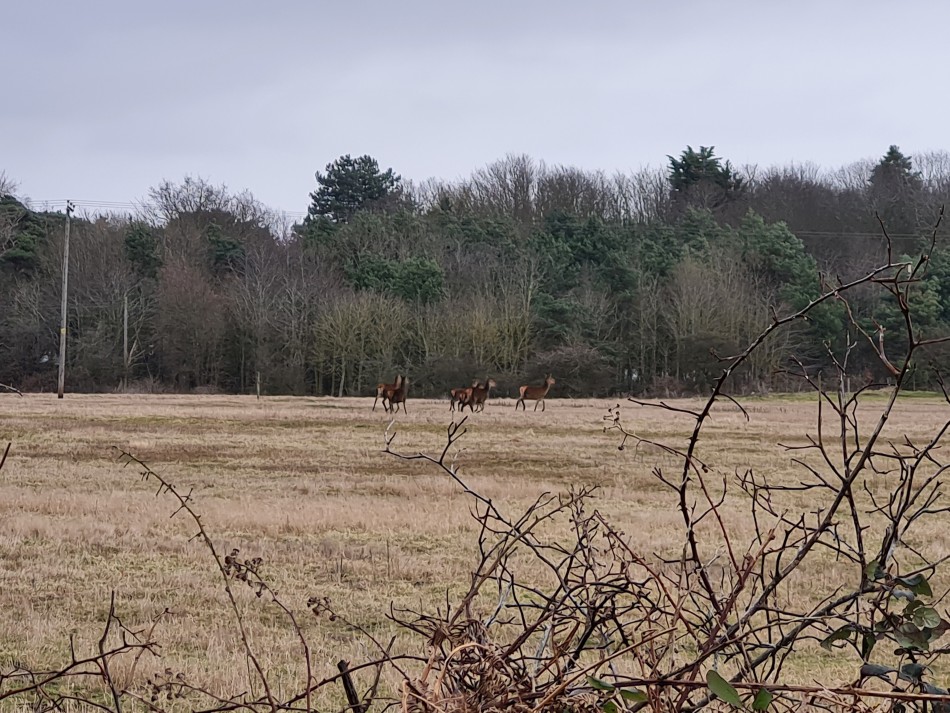 2022-02-13 04 Dunwich and Westleton.jpg