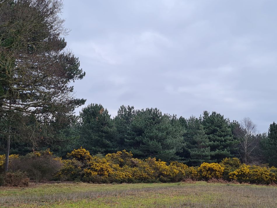 2023-03-05 30 Dunwich and Westleton.jpg