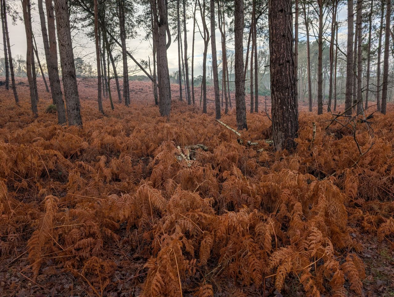 2026-01-18 03 Dunwich Forest.jpg