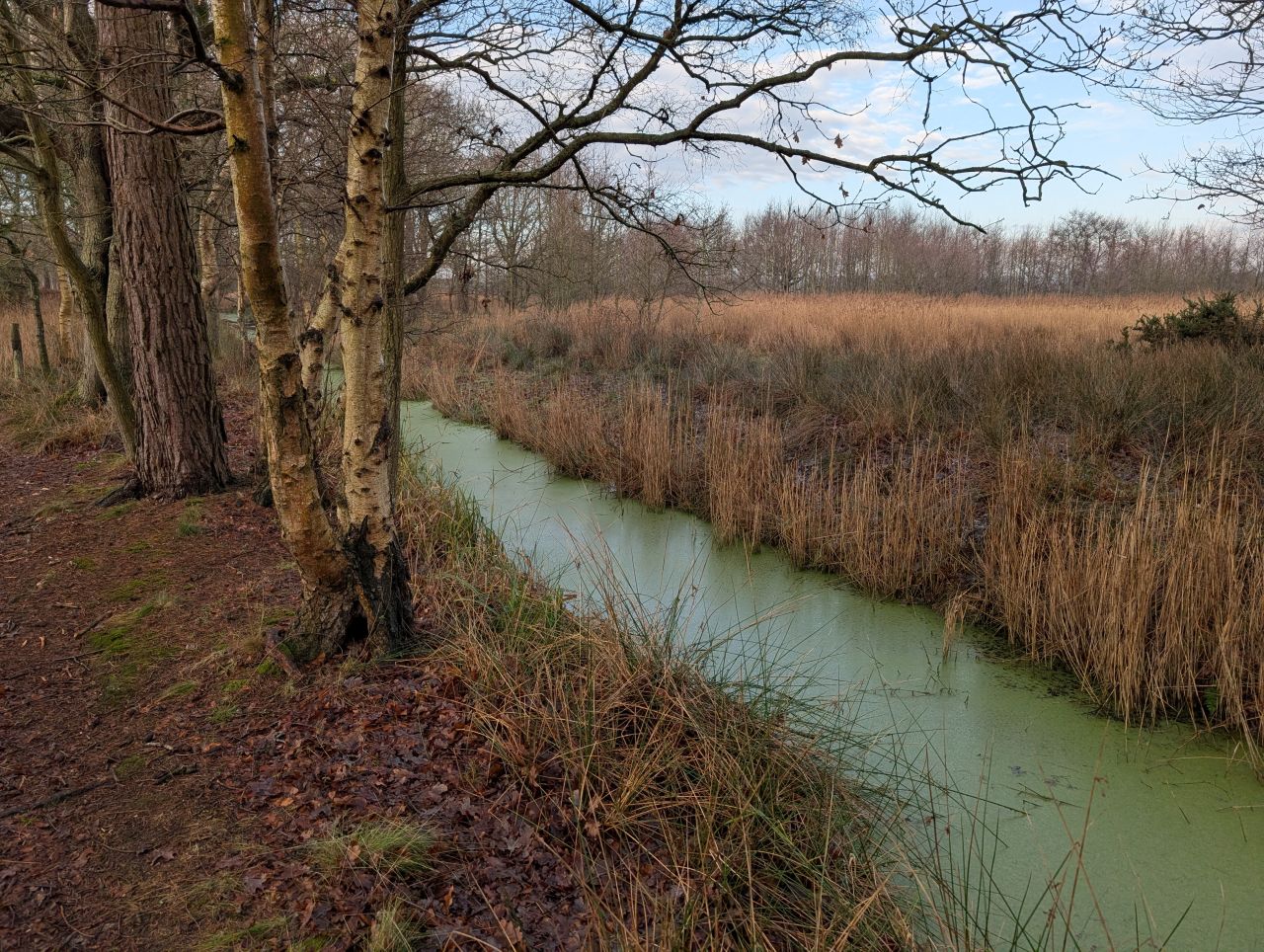 2026-01-18 04 Dunwich Forest.jpg