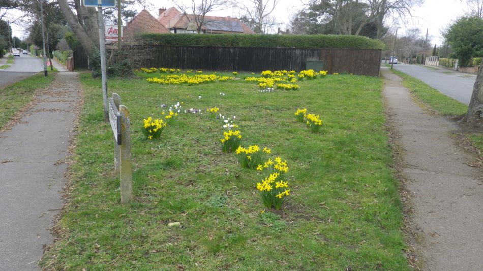 2019-02-07 06 Spring Bulbs.JPG