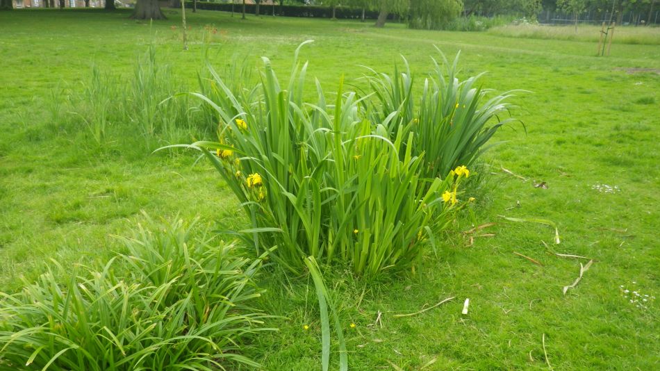 2019-06-19 13 Oulton Broad Lake Lothing Carlton Marshes.jpg