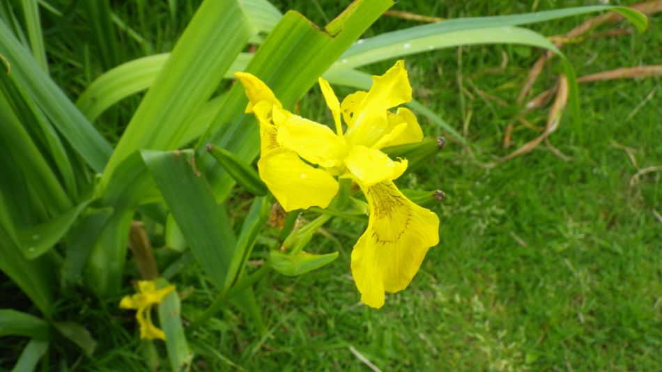 2019-06-19 14 Oulton Broad Lake Lothing Carlton Marshes.jpg