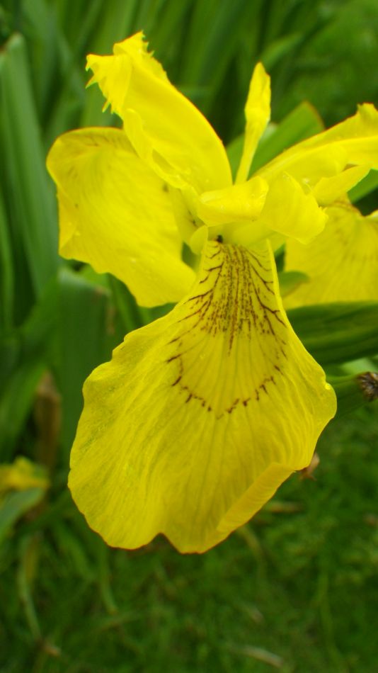 2019-06-19 15 Oulton Broad Lake Lothing Carlton Marshes.jpg