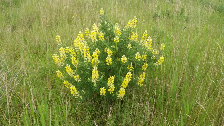 2019-06-19 16 Oulton Broad Lake Lothing Carlton Marshes.jpg