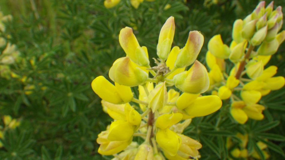 2019-06-19 17 Oulton Broad Lake Lothing Carlton Marshes.jpg
