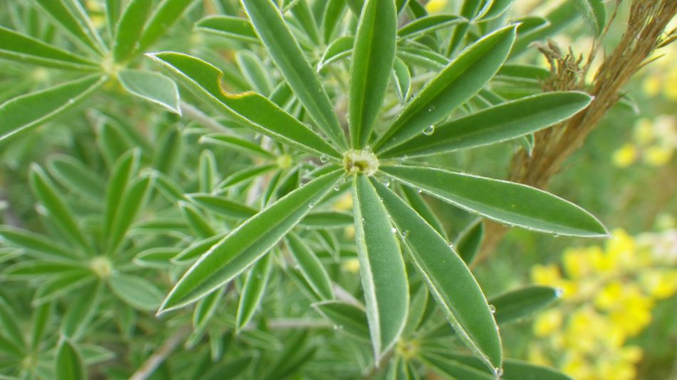 2019-06-19 18 Oulton Broad Lake Lothing Carlton Marshes.jpg