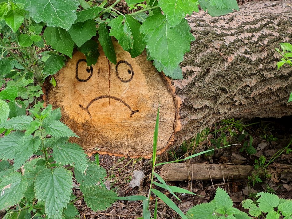 2022-07-06 03 Normanston Park and Oulton Marshes.jpg