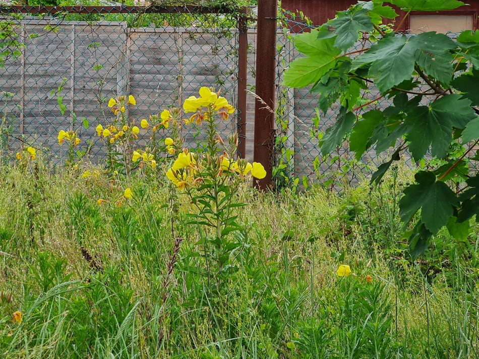 2022-07-06 14 Normanston Park and Oulton Marshes.jpg
