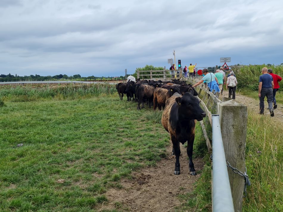 2022-07-06 32 Normanston Park and Oulton Marshes.jpg