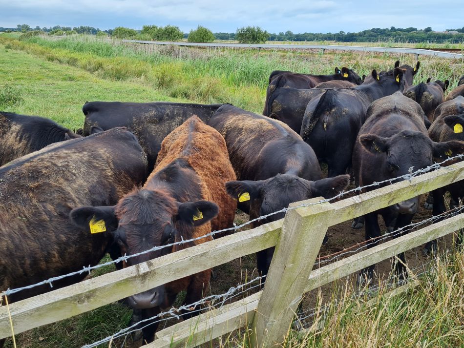 2022-07-06 33 Normanston Park and Oulton Marshes.jpg