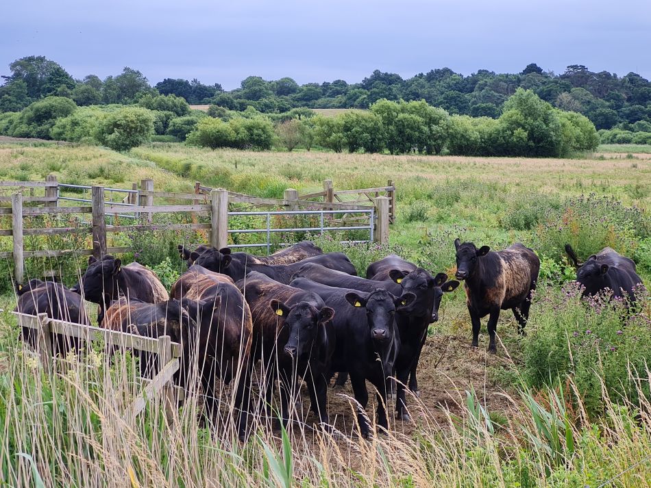 2022-07-06 37 Normanston Park and Oulton Marshes.jpg