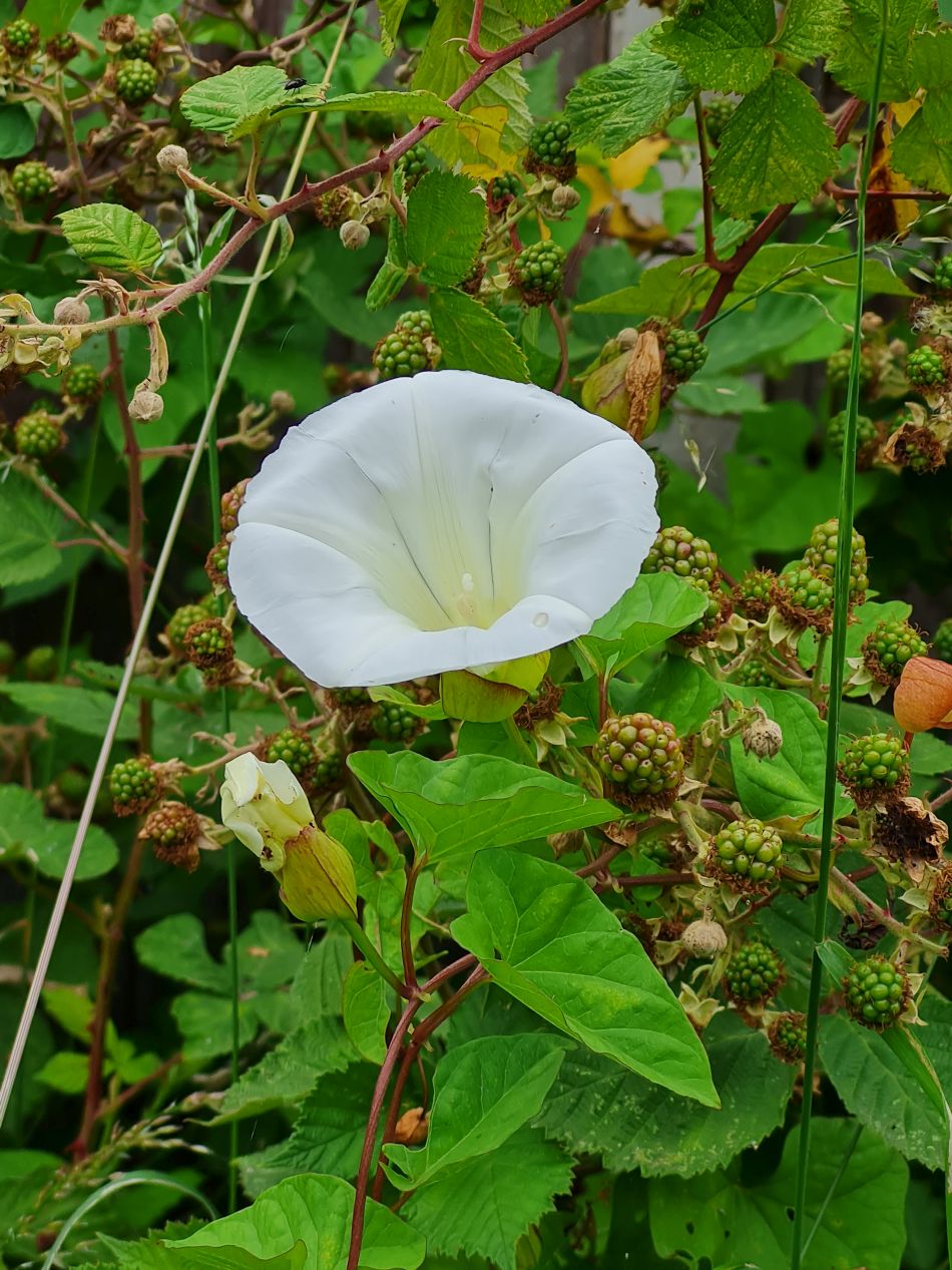 2022-07-06 38 Normanston Park and Oulton Marshes.jpg