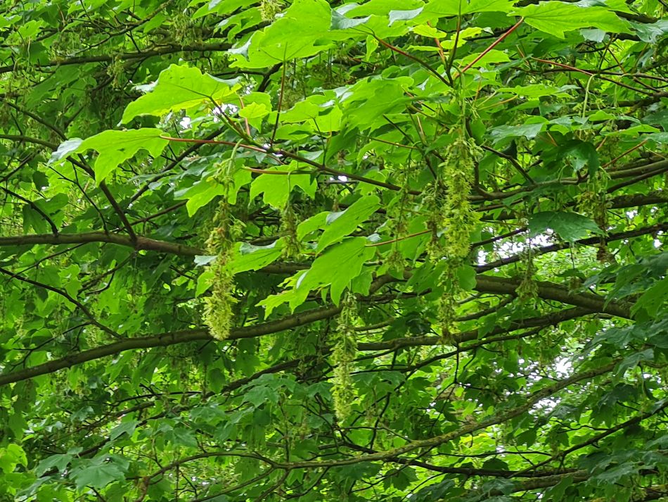 2023-06-07 08 Oulton Broad and Marshes.jpg