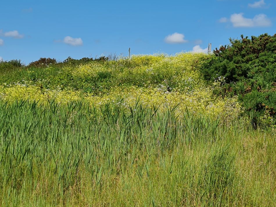 2023-06-21 04 Oulton Broad Lake Lothing Carlton Marshes.jpg
