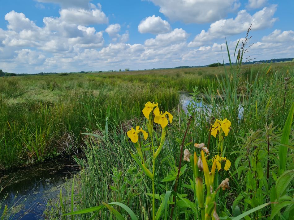2023-06-21 09 Oulton Broad Lake Lothing Carlton Marshes.jpg