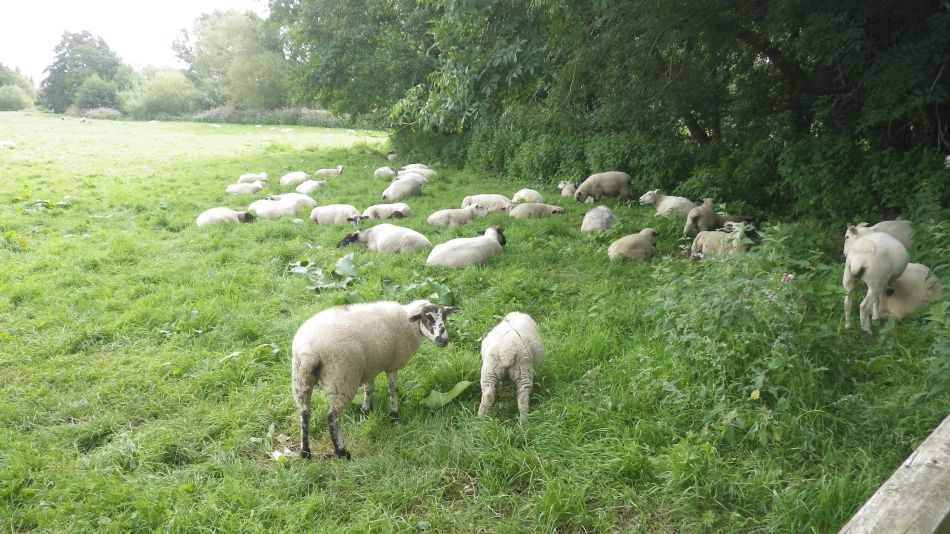 2017-08-16 01 Halesworth and Holton.jpg