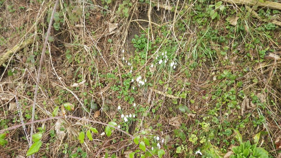 2017-02-15 07 Outney Common and Bungay.jpg