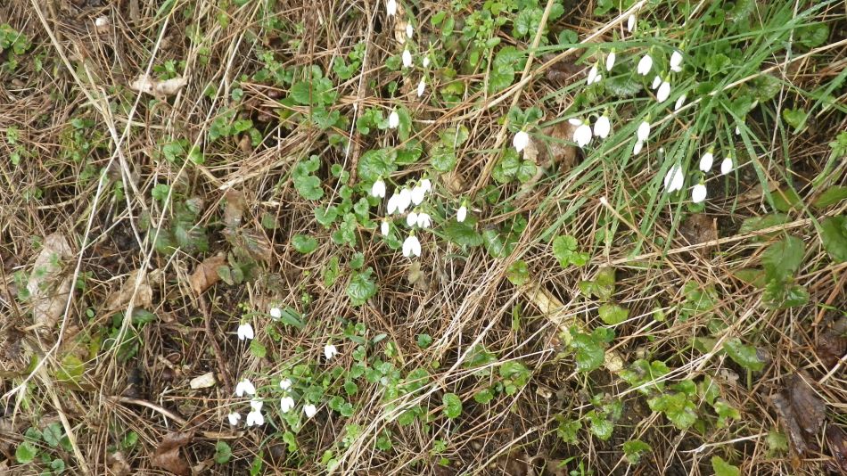 2017-02-15 08 Outney Common and Bungay.jpg