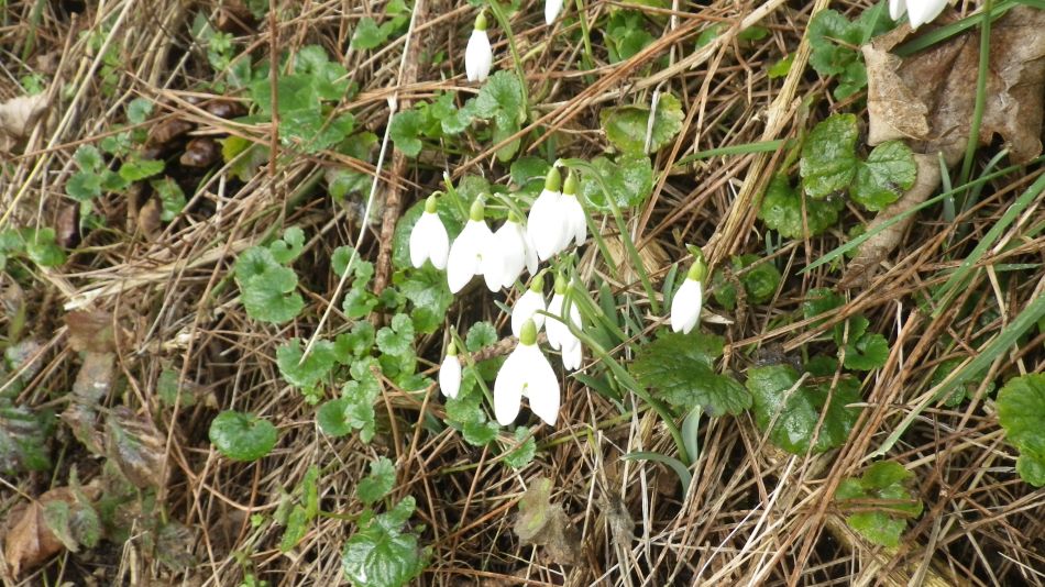 2017-02-15 09 Outney Common and Bungay.jpg