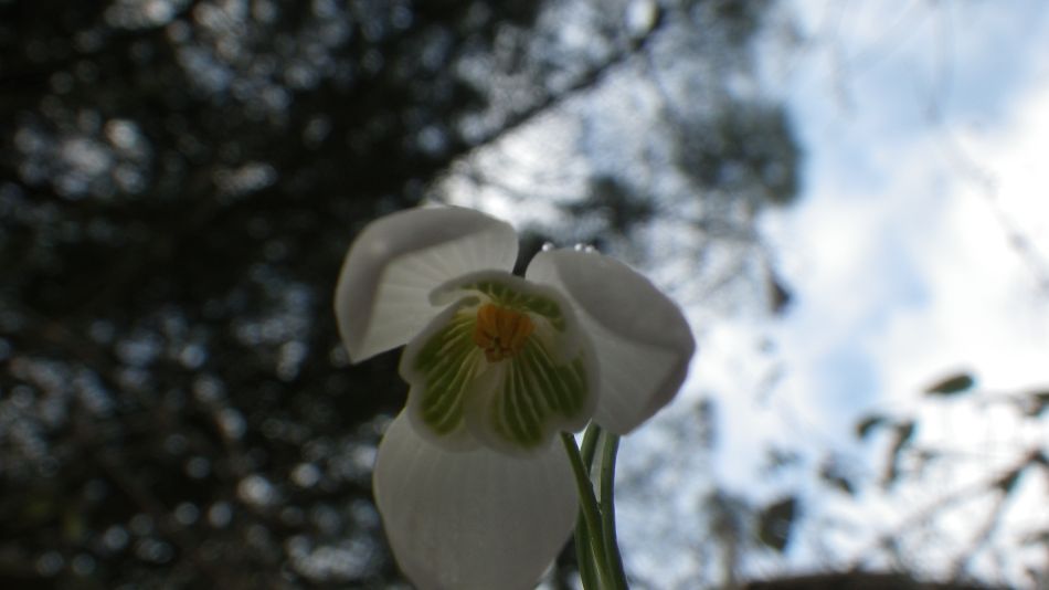 2017-02-15 11 Outney Common and Bungay.jpg