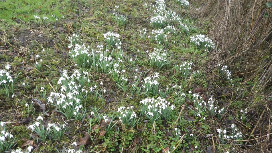 2017-02-15 15 Outney Common and Bungay.jpg