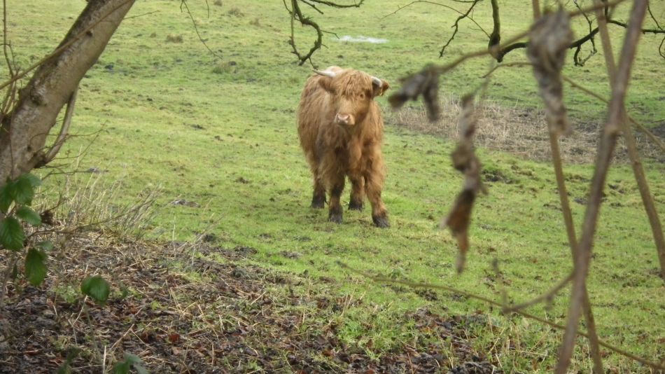 2017-02-15 18 Outney Common and Bungay.jpg