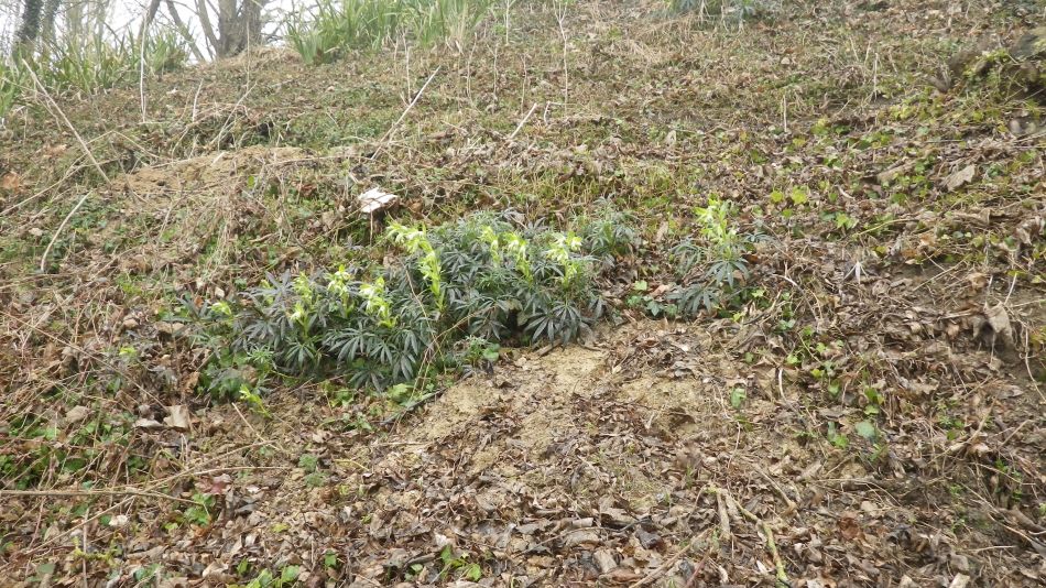 2017-02-15 24 Outney Common and Bungay.jpg