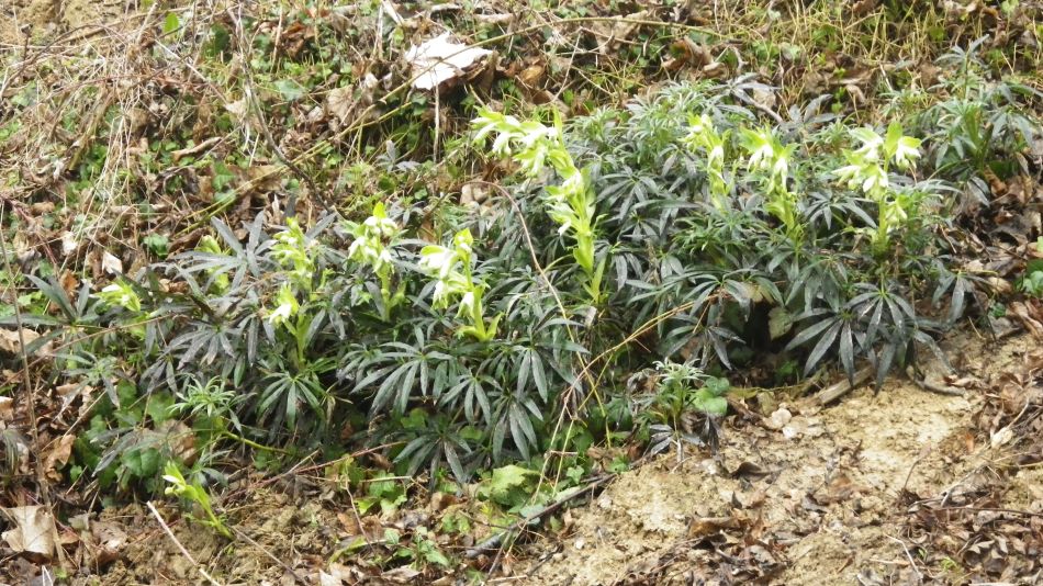 2017-02-15 25 Outney Common and Bungay.jpg