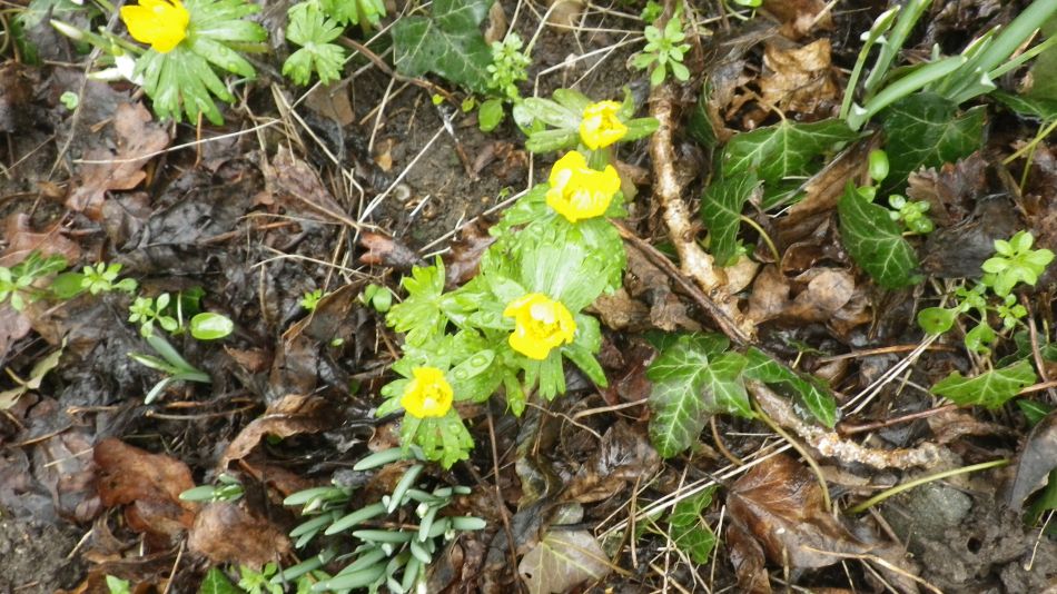 2017-02-15 26 Outney Common and Bungay.jpg