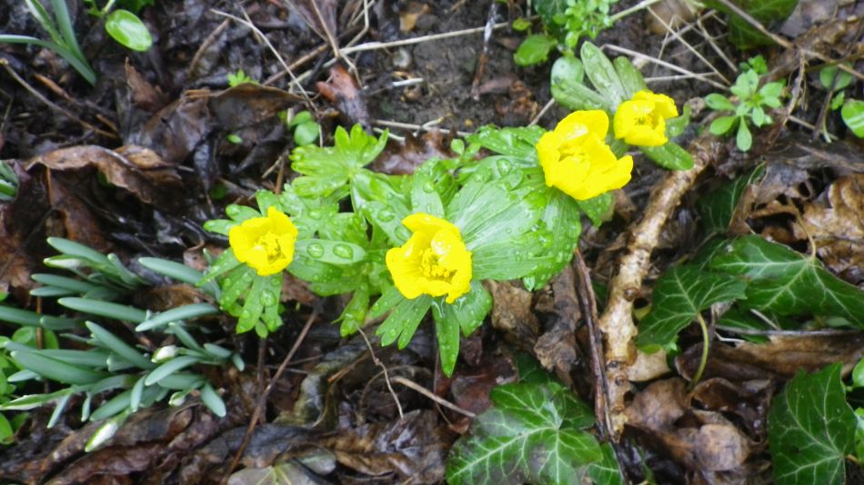 2017-02-15 27 Outney Common and Bungay.jpg