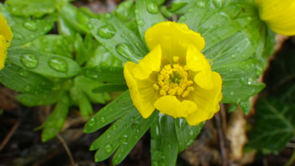 2017-02-15 28 Outney Common and Bungay.jpg