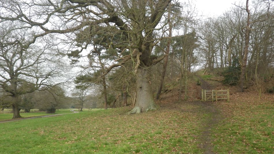 2017-02-15 37 Outney Common and Bungay.jpg