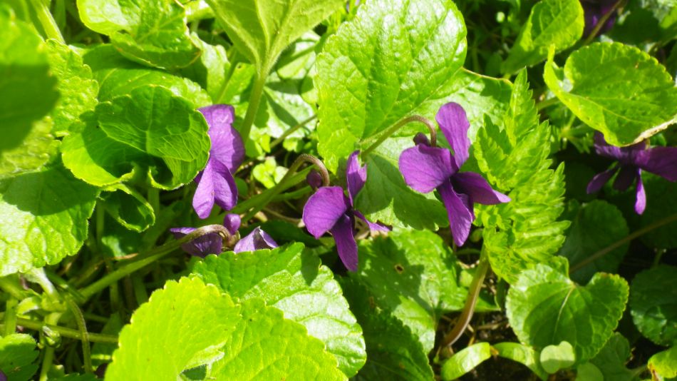 2018-04-04 56 Outney Flood.jpg