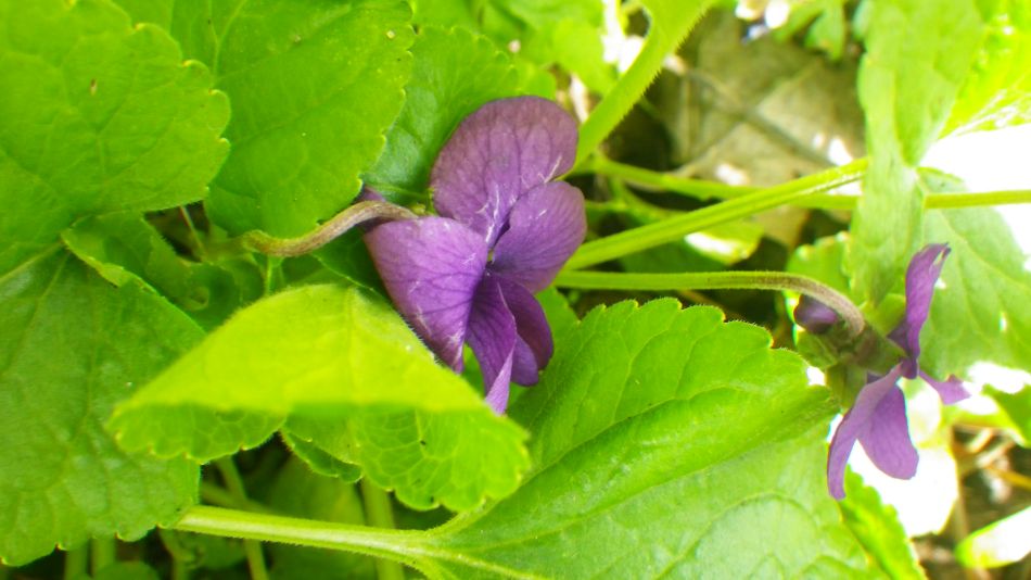 2018-04-04 57 Outney Flood.jpg