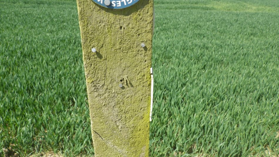 2018-04-22 03 Dragon Buck Swan and Queen.jpg