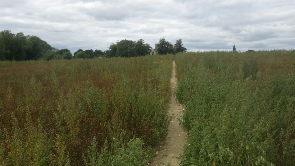 2020-08-23 01 Outney Common and Hedenham.jpg