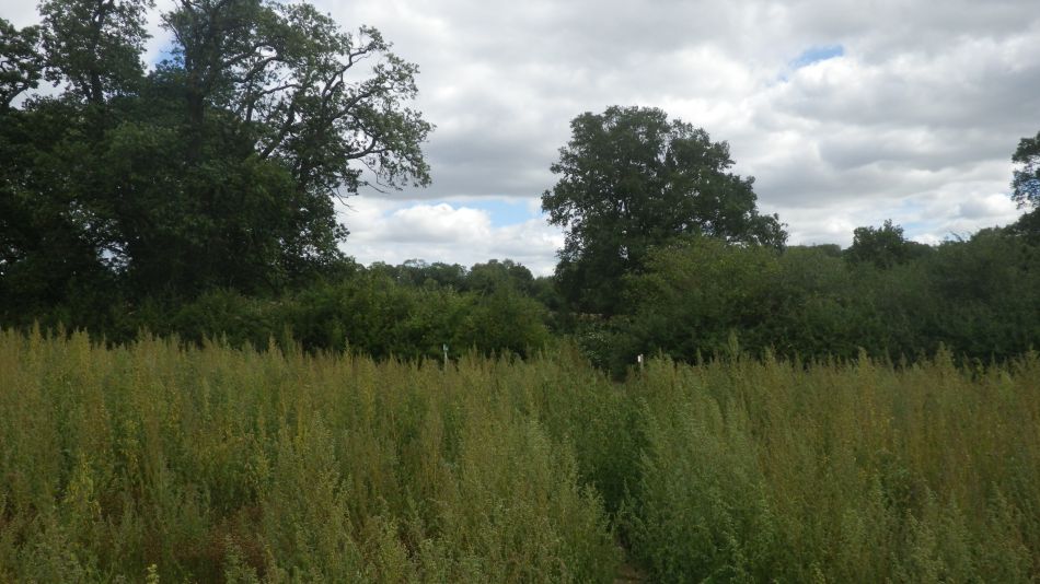 2020-08-23 02 Outney Common and Hedenham.jpg