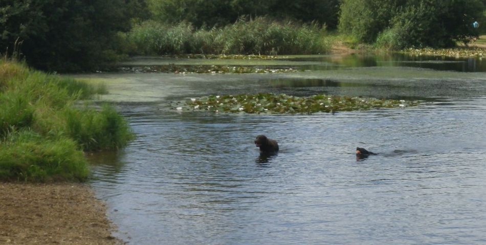 2020-08-23 10 Outney Common and Hedenham.jpg