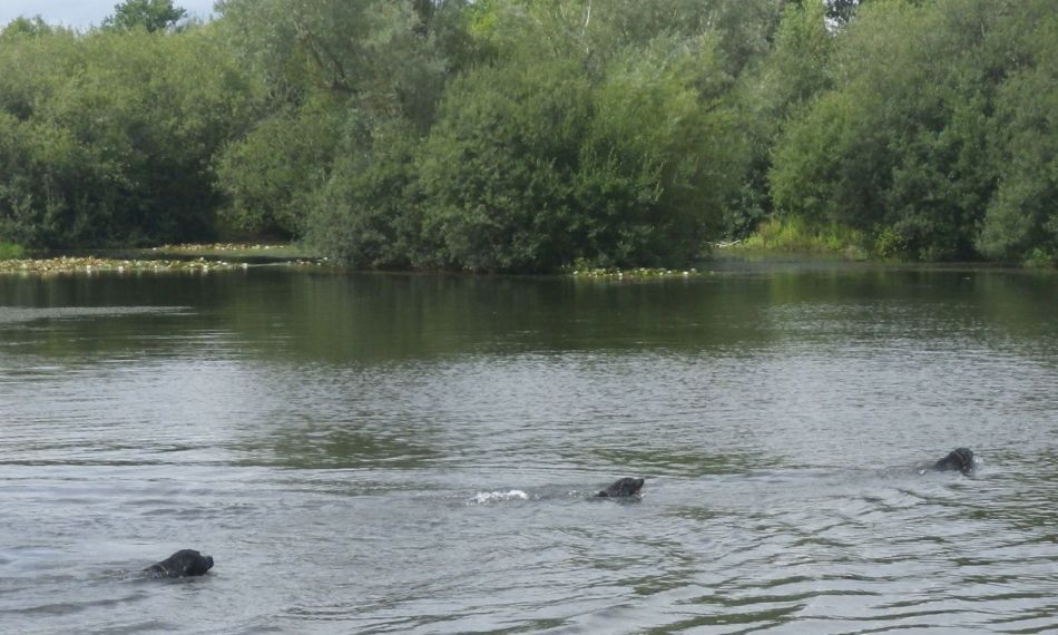 2020-08-23 11 Outney Common and Hedenham.jpg