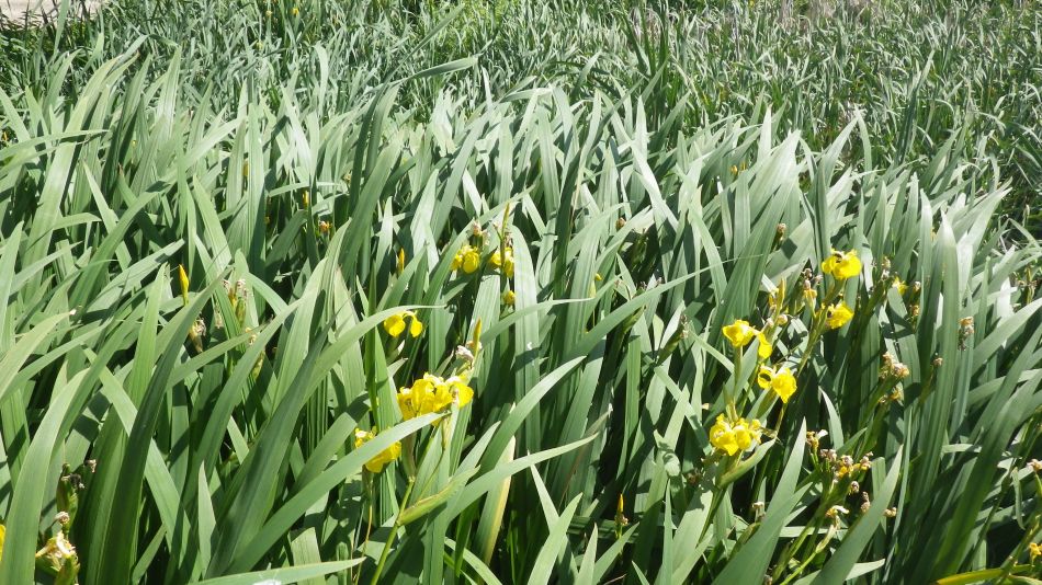 2017-06-15 01 Hethel.jpg