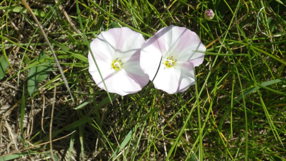 2017-06-15 03 Hethel.jpg