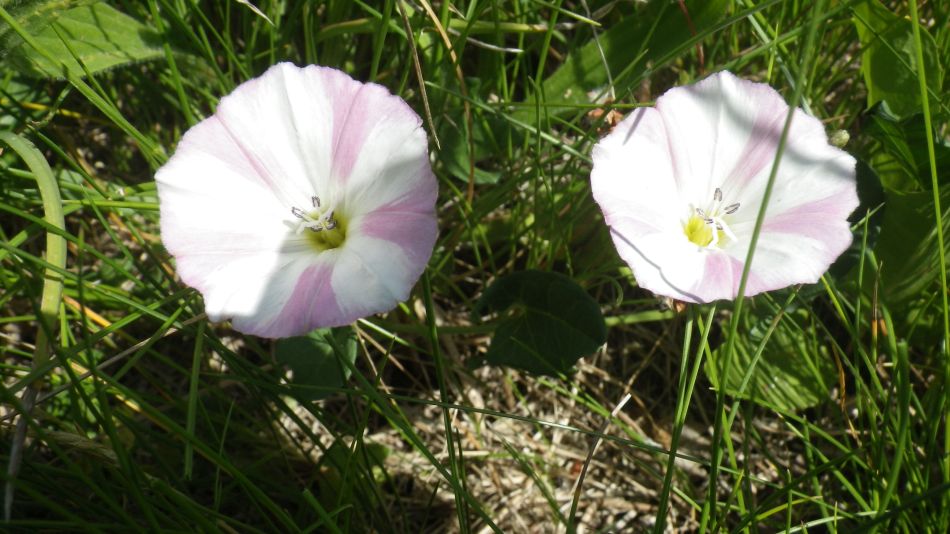 2017-06-15 04 Hethel.jpg